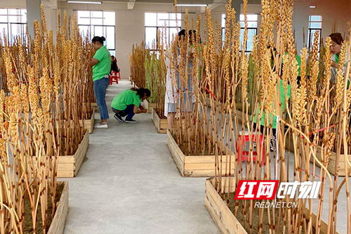 決戰決勝脫貧攻堅 洪江市中藥材產業拓寬貧困戶 增收路