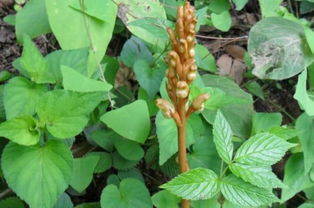 在農(nóng)村這野草被稱為 神草 ,常吃對頭腦好,現(xiàn)在已很少見到