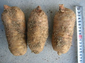 徐洪熊教大家種植天麻，發家致富之路